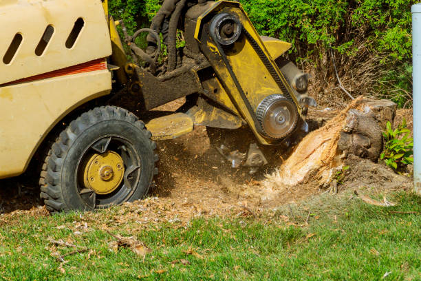 Trusted Fort Belknap Agency, MT Tree Care Services Experts